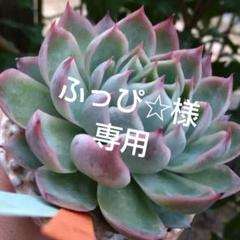 Miyaさん苗 3点セット 多肉植物 miyaさん苗♡小苗セット - メルカリ