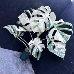 ミ*ミ様 斑入りモンステラ ホワイトタイガー極美大株64cm白斑多レア観葉植物ア 斑入りモンステラ ホワイトタイガー極美大株64 cm白斑多 - メルカリ