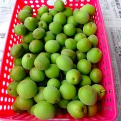 茨城県産青梅 梅郷3kg
