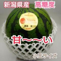 とんでもなく甘い西瓜 新潟県産【ルビームーン】高糖度 小玉2玉 新潟県産【ルビームーン】超高糖度すいか【希少】 小玉1.8㎏前後