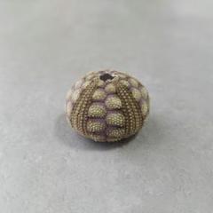 Microcyphus Rousseaui ウニ 殻 エジプト産 Microcyphus Rousseaui ウニ 殻 エジプト産 - 小物