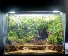 60センチアクアテラリウムレイアウト完成品イモリ熱帯魚お水循環