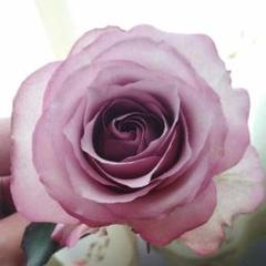 薔薇 挿し木苗