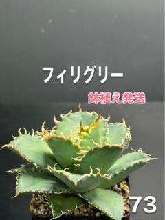 アガベ チタノタ フィリグリー 鉢植え発送‼️ 73 - メルカリ