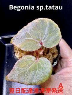 TVP❣️ 特価❣️高級原種ベゴニア4点セット　Begonia B TVP様専用❣️ 特価❣️高級原種ベゴニア4点セット Begonia B