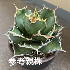 ちーやんさん専用　白鯨　親株子株セット 送料無料]アガベ：チタノタ 子株セット（赤猫、白鯨、ブルー