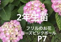 紫陽花　美品 楽天市場】アジサイ 希少（花・ガーデン・DIY）の通販
