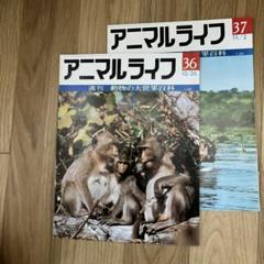 m56715435196_1.jpg?1726295792