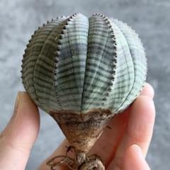【高額売筋】 u*f様 B8117 ユーフォルビア ☆オークション☆超巨大6.5cm株 その他多肉植物