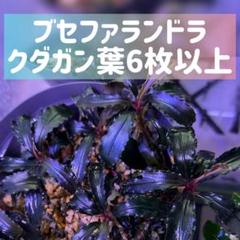 2025年最新】ブセファランドラクダガンの人気アイテム - メルカリ