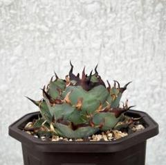 アガベ　CJ-4⑤ CJ plants/ CJ collection/まとめ：アガベ /Agave | BEAT GARDEN