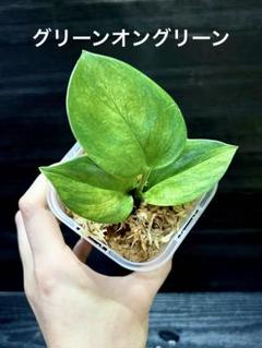 スキンダプサス　セット　 A3 楽天市場】【お試し】スキンダプサス（シラフカズラ） 3号 白色