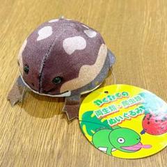 アメフクラガエル　ぬいぐるみ　わくわくの両生類・爬虫類　マスコット