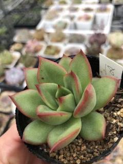 多肉植物 実生 抜き苗
