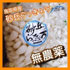 大特価‼️鳥取県産 農薬不使用 砂丘らっきょう 予約受付開始※日付指定不可※】新物 鳥取砂丘らっきょう漬 1.5kg