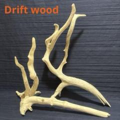 【希少】DIY・アクアリウム向け 特大塊根ブランチウッド流木 約50cm 希少】アクアリウム・DIY・パルダリウム向け特大塊根ブランチ