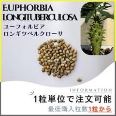 種子】ユーフォルビア ロンギツベルクローサ /セット割あり 数量
