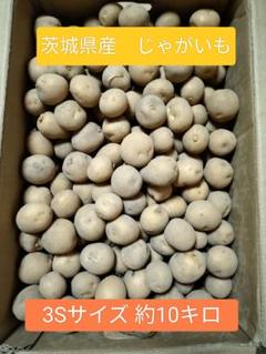 2025年最新】ジャガイモコロコロ 種類：じゃがいも 野菜の人気