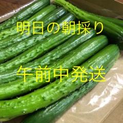 農家直送新鮮野菜キュウリ即購入OKきゅうり胡瓜