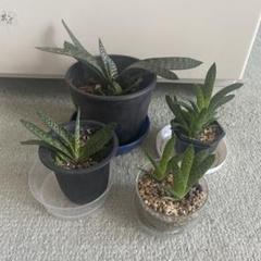 メルカリ便発送&ロウルサンコさんラベル付き☆多肉植物 ガステリア 臥牛 王頭 メルカリ便発送&ロウルサンコさんラベル付き☆多肉植物