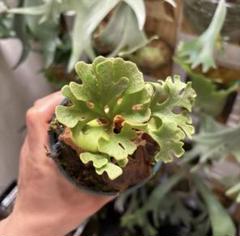 Ridleyi silver dwarf spore リドレイ　準セレクト株 Ridleyi silver dwarf spore リドレイ 準セレクト株 - メルカリ