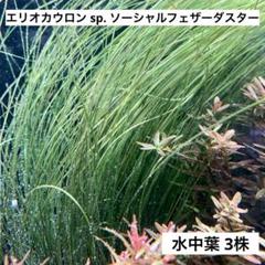 エリオカウロンsp. 'ソーシャルフェザーダスター' 1束売り – e