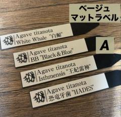 k*i様 オークション　⑧サイズ大　アガベ　姫厳竜錦　覆輪斑　TC Yahoo!オークション -「チタノタ 姫厳竜」(アガベ) (観葉植物)の