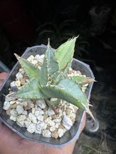 【現物】 【発根済】 アガベ FO - 076 オテロイ 極上 大株 抜き苗 Amazon.co.jp: 種 Agave titanota FO-076 アガベ チタノタ