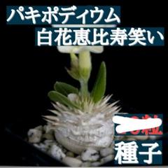 種子20粒 塊根植物 パキポディウム 白花恵比寿笑い