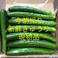 農家直送新鮮野菜キュウリ即購入OKきゅうり胡瓜