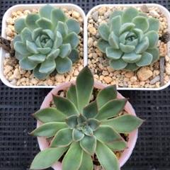 多肉植物 6月6日抜き苗限定セット
