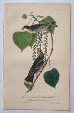 【リトグラフ】オーデュボン「アメリカの鳥類」NO.12 PL.56 単葉 初版 リトグラフ】オーデュボン「アメリカの鳥類」NO.12 PL.56 単葉