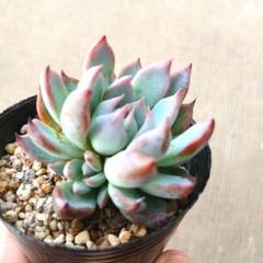 雪の豪奢 ミックスベリア青鬼 メルカリ - その他多肉植物
