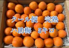 青森県産 梅 八助 10kg 青森県産 訳あり 八助梅 10kg