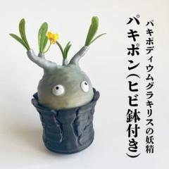 マ*モ様 【数量限定】妖精パキポン✖︎ヒビ鉢付き！100 パキポディウムグラキリのサムネイル