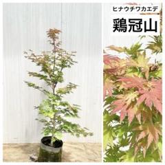 ヨッシーさん専用　ヒナウチワカエデ　鶏冠山/ 489 2025年最新】ヒナウチワカエデの人気アイテム - メルカリ