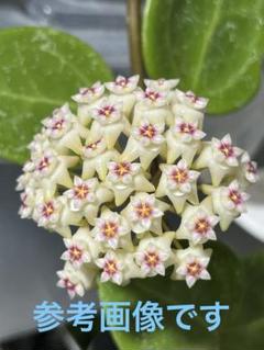 2025年最新】ホヤ 観葉植物の人気アイテム - メルカリ