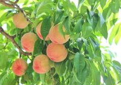 CocoRo♡farm 大玉!ワッサーのような桃（美郷）8kg CocoRo♡farm 大人気の桃（あかつき）8kg - メルカリ