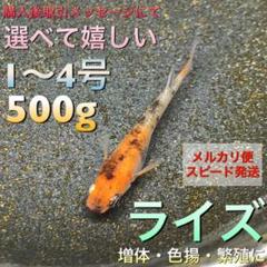 ライズ めだか 餌