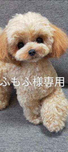 春新作の もふもふ様専用。トイプードルちゃんトップノット♡アプリコット 羊毛フェルト