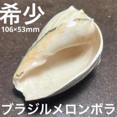 激レア オーストラリア産 シボリメロンボラ