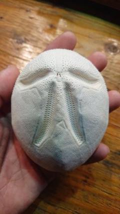 オオブンブク 巨大 95mm 天然