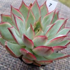 【速達付】8 ピンクドラゴン錦　カキコ　多肉植物 速達付】8 ピンクドラゴン錦 カキコ 多肉植物