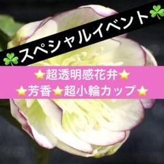 2025年最新】大木ナーセリーの人気アイテム - メルカリ