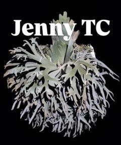 P.willinckii 'Jenny' TC株 7 - メルカリ
