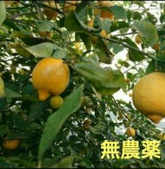 レモン 12個 農薬不使用 匿名配送 国産のサムネイル