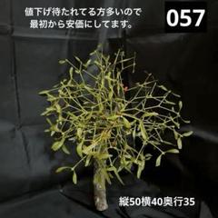ヤドリギno.48 　親木付き 親樹木付きヤドリギ‼️お客様ご注文品♪