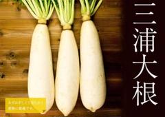 まき時!三浦大根60粒【固定種】神奈川県伝統 大正時代から栽培されてきたダイコン