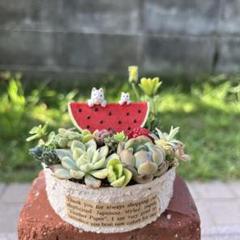 ❤️多肉植物❤️そのまま飾れる寄せ植え❤️スイカねこちゃん❤️ ☆速達付き☆♡そのまま飾れる♡リメ缶♬スイカねこちゃん多肉