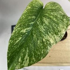 趣*家様 ホワイトモンスター　天津蘭　斑入りモンステラ　32 趣*家様 ホワイトモンスター 天津蘭 斑入りモンステラ 32 - メルカリ
